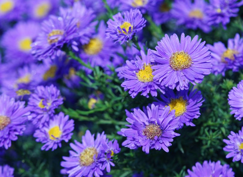 asters violets bloomyrama le comparateur de fleurs