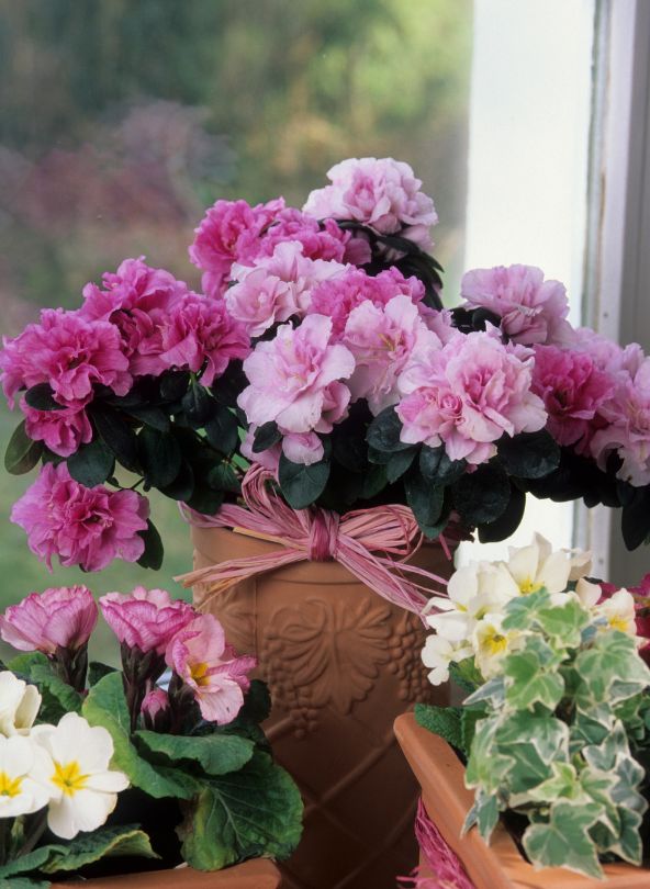 entretien azalée rose en pot bloomyrama le comparateur de fleurs