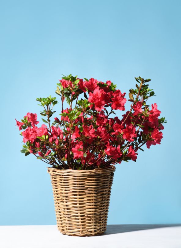 azalée rouge en pot bloomyrama le comparateur de fleurs