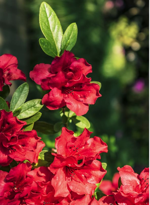 entretien azalée rouge en pot bloomyrama le comparateur de fleurs