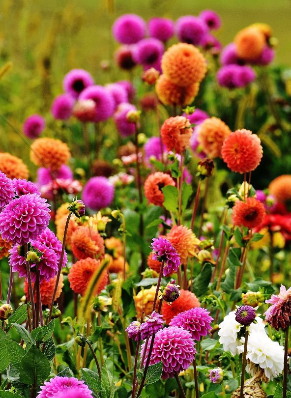dahlia fleurs d'été comparateur de fleurs bloomyrama