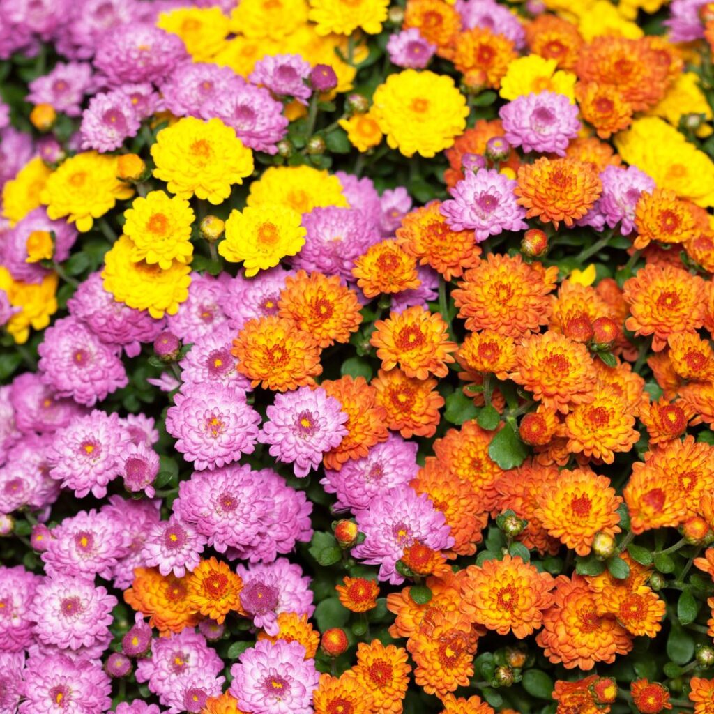 chrysanthèmes fleurs durables en vase comparateur bloomyrama