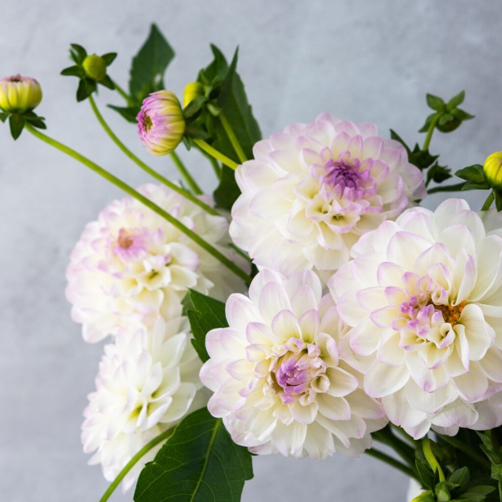 dahlia blanche comparateur de fleurs bloomyrama