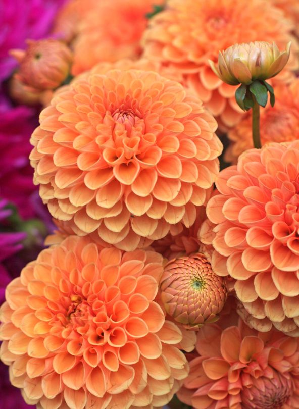 dahlia orange comparateur de fleurs bloomyrama