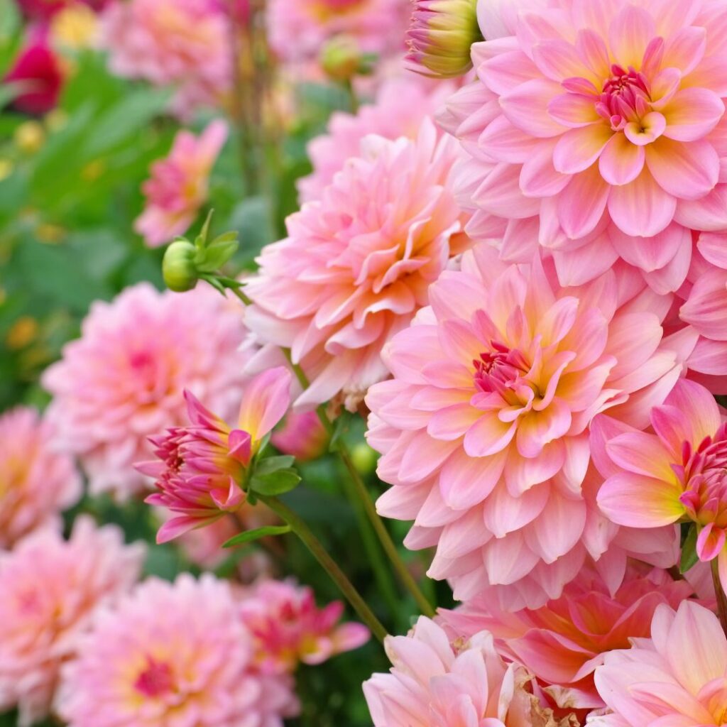 dahlia rose comparateur de fleurs bloomyrama