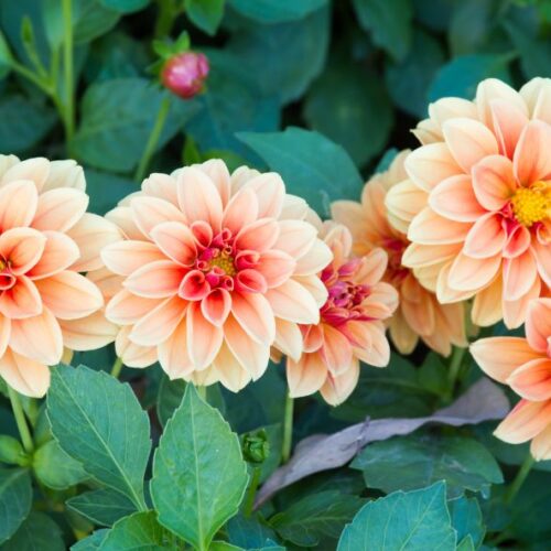 Bouquet de dahlias : nos conseils et astuces