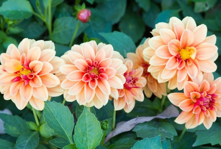 Bouquet de dahlias : Nos conseils et astuces
