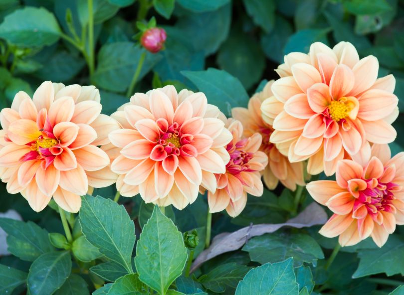 dahlias orange nature