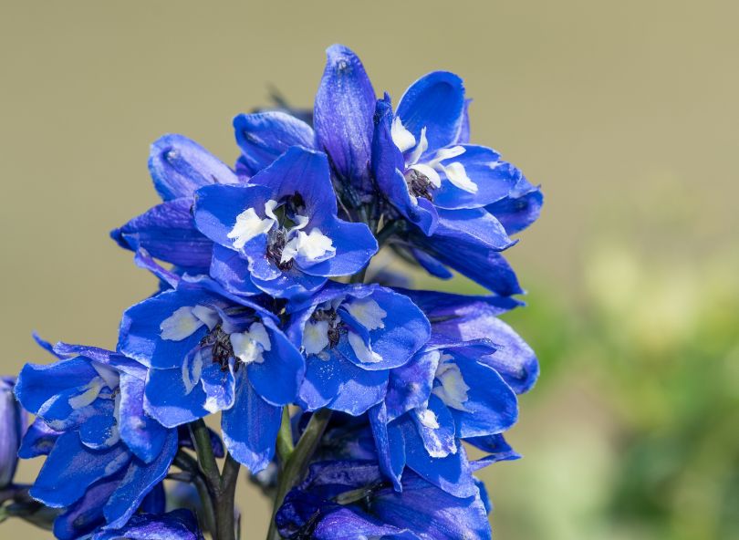 delphinium bleu et blanc