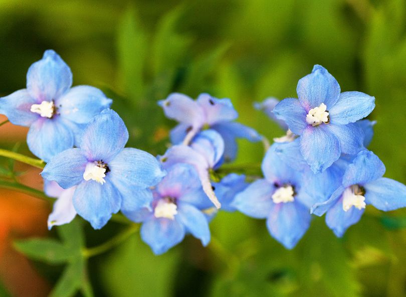 delphiniums bleus clairs