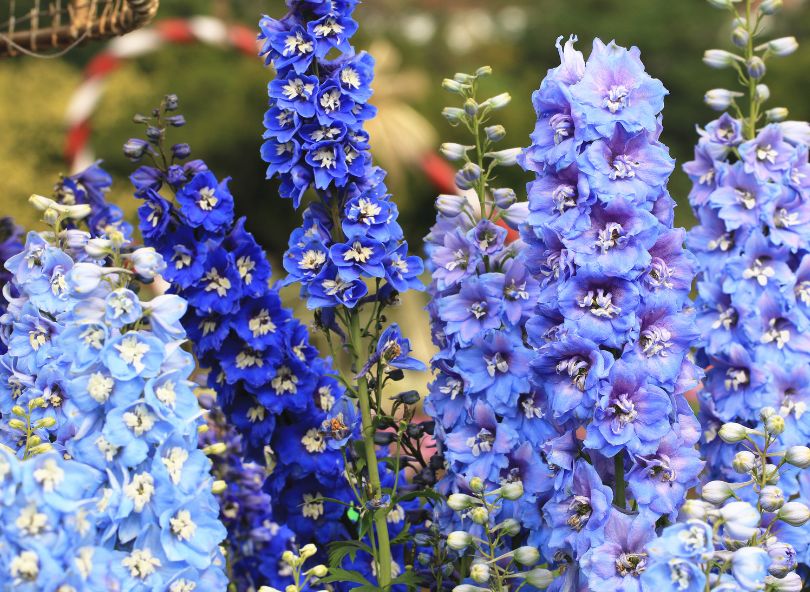champ de delphinium bleus