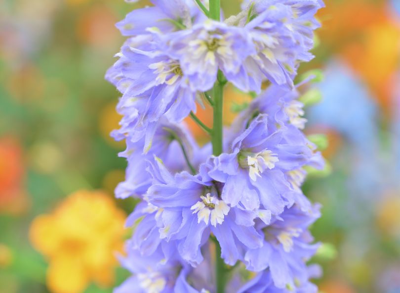 delphinium violet clair