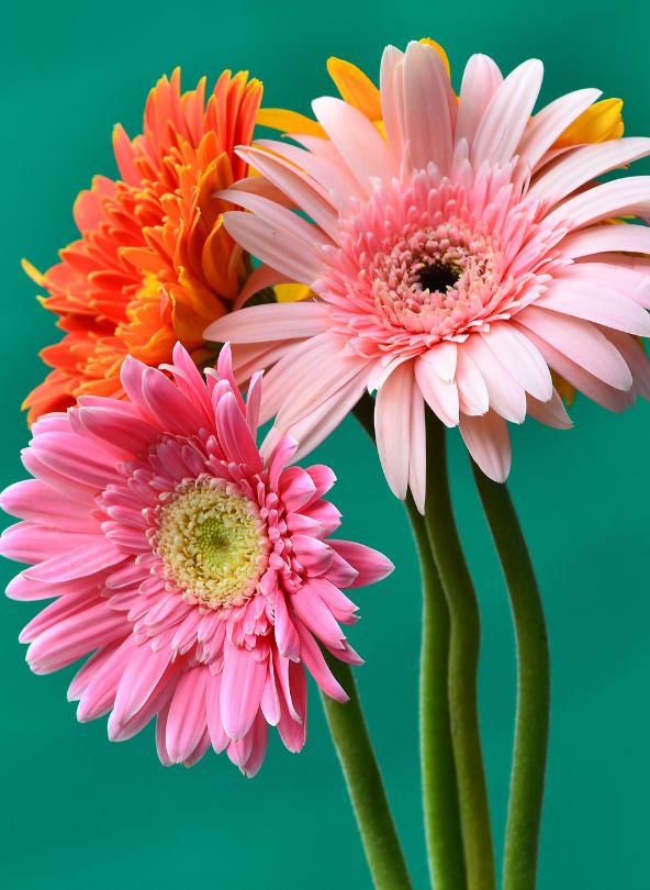 gerberas et germinis bouquet coloré comparateur de fleurs bloomyrama