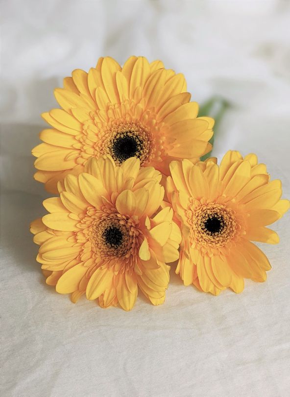 gerberas jaunes comparateur de fleurs bloomyrama