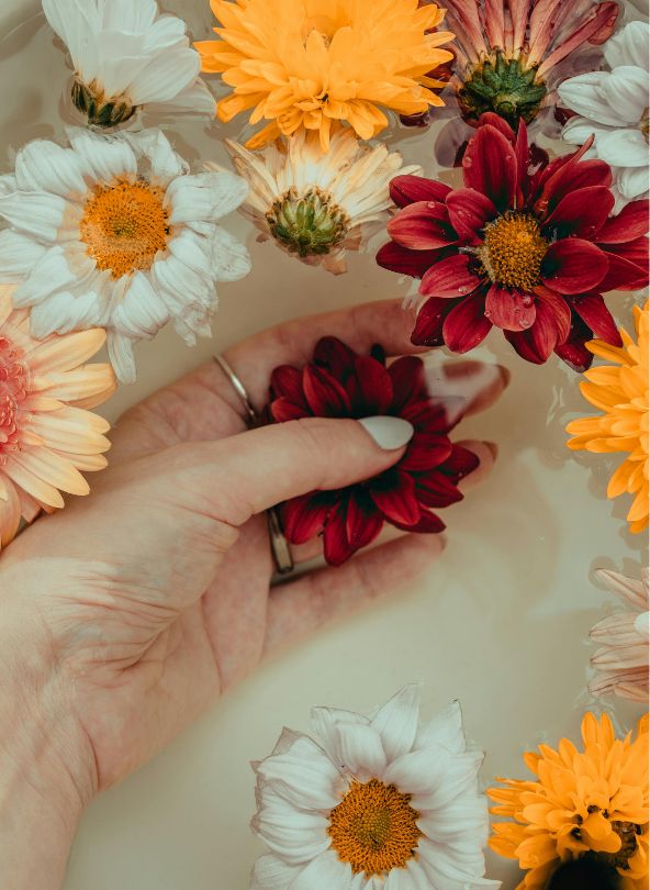 germinis comparateur de fleurs bloomyrama