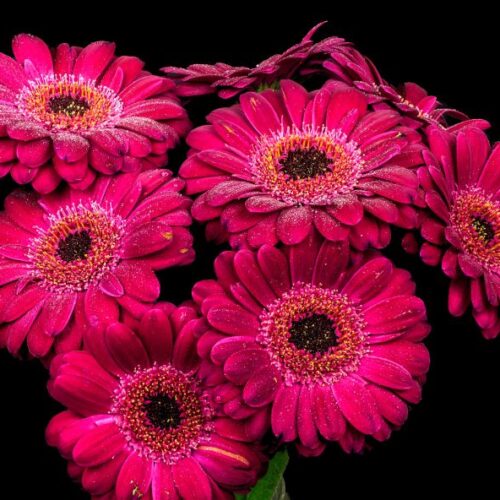 Germini ou gerbera, on vous dit tout : Ressemblances et différences