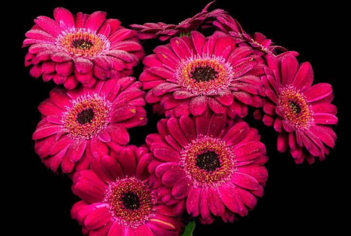 Germini ou gerbera, on vous dit tout : Ressemblances et différences