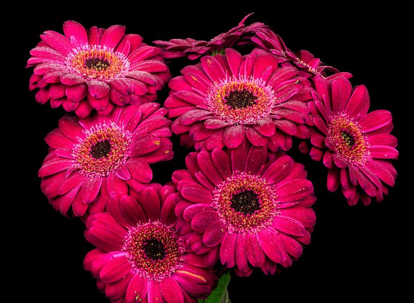 germini rose gerberas comparateur de fleurs bloomyrama