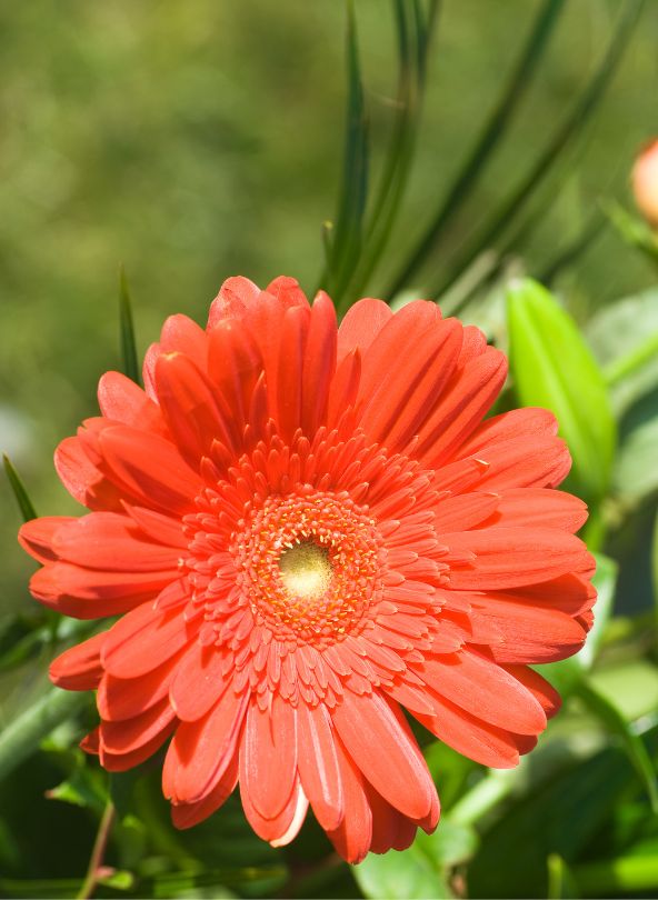gerberas orange comparateur de fleurs bloomyrama
