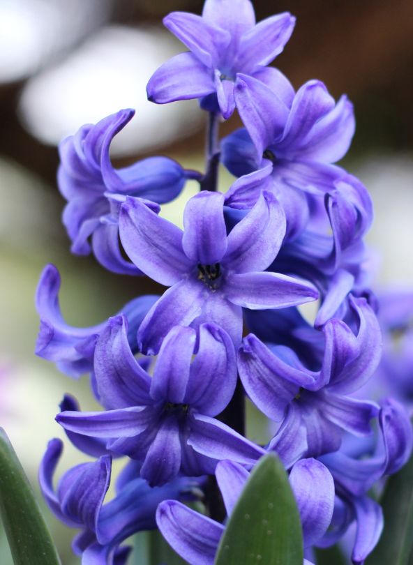 jacinthe bleue comparateur de fleurs bloomyrama