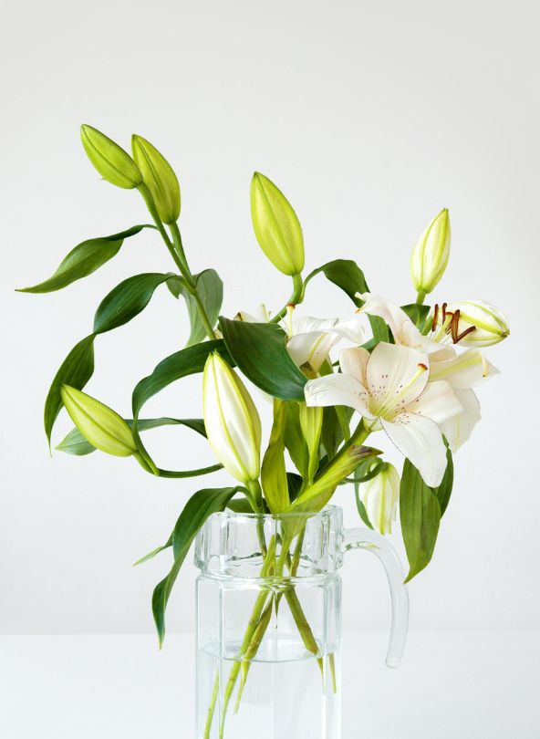 lys blancs fleurs pour s'excuser comparateur de fleurs bloomyrama