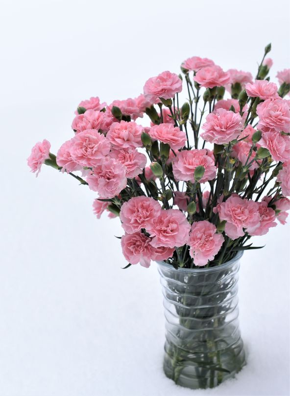 œillets roses fleurs pour s'excuser comparateur de fleurs bloomyrama