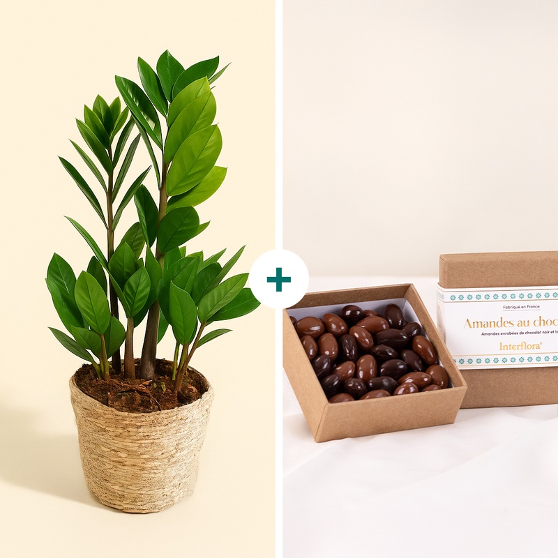 plante verte zamioculcas avec ballotin chocolat vu sur le comparateur bloomyrama