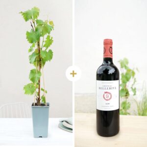coffret vigne et vin interflora plante raisin vin rouge bordeaux bloomyrama