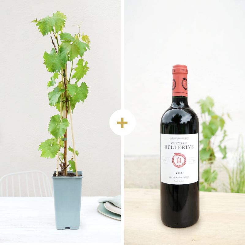 coffret vigne et vin interflora plante raisin vin rouge bordeaux bloomyrama