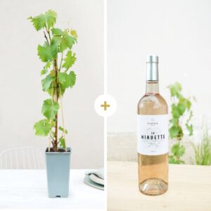 pied de vigne avec bouteille vin rosé la minuette pays doc cultivable italien vue sur bloomyrama
