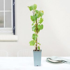 pied de vigne interflora plante pot terrasse jardin bloomyrama