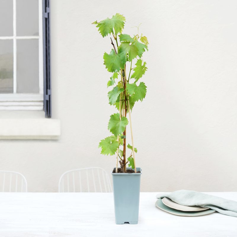 pied de vigne interflora plante pot terrasse jardin bloomyrama