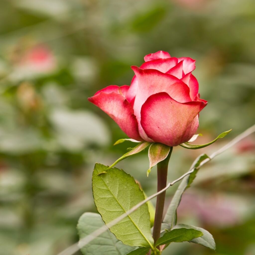 roses équatoriennes teneu en vase comparateur de fleurs bloomyrama