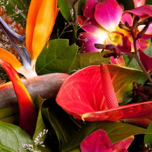 Quelles sont les fleurs exotiques les plus populaires en bouquet ?