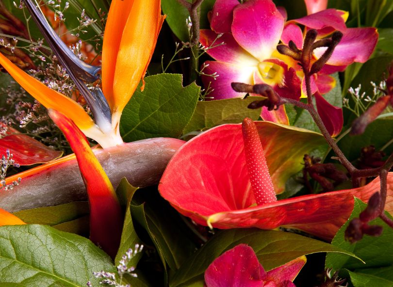 bouquet de fleurs exotiques comparateur de fleurs bloomyrama