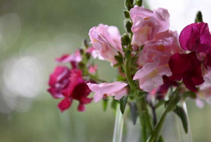 Mufliers en bouquet : Des fleurs graphiques qui apportent du caractère