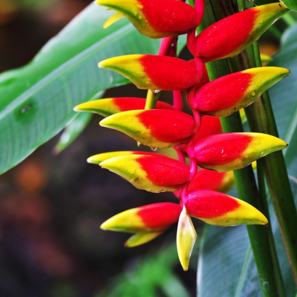 heliconia comparateur fleurs bloomyrama