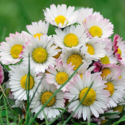 Marguerites en bouquet : Apprenez à sublimer ces fleurs simples et authentiques