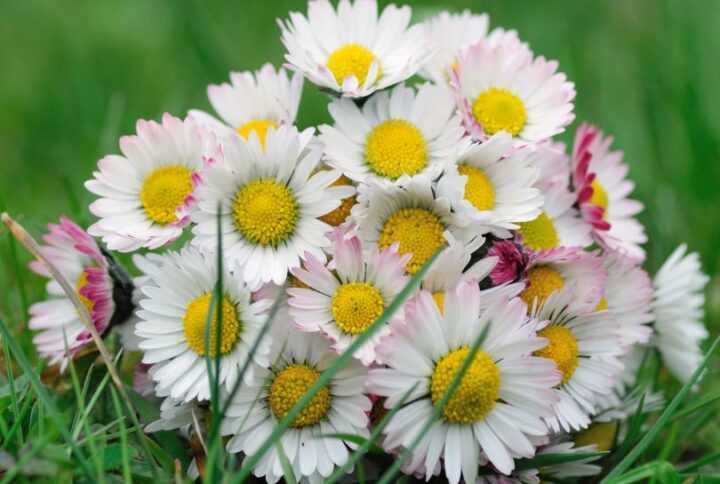 Marguerites en bouquet : Apprenez à sublimer ces fleurs simples et authentiques
