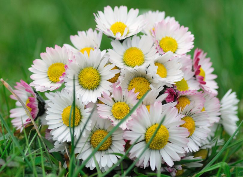 marguerites bouquet champêtre comparateur de fleurs bloomyrama