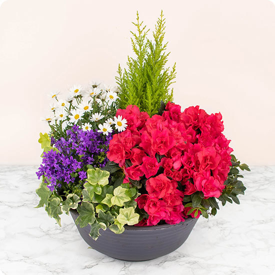 composition fleurs colorées hommage vivant 123fleurs disponible sur bloomyrama