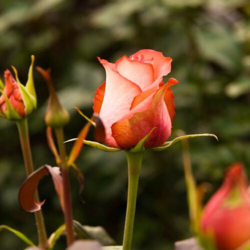 Tout savoir sur la rose équatorienne : origine, avantages et conseils
