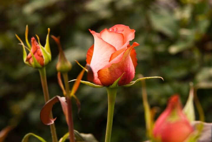 Tout savoir sur la rose équatorienne : origine, avantages et conseils