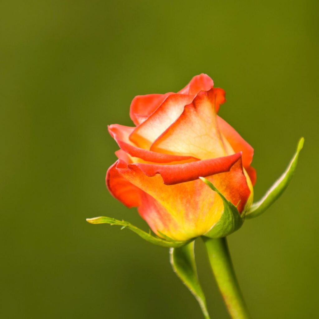rose equatorienne comparateur fleur bloomyrama