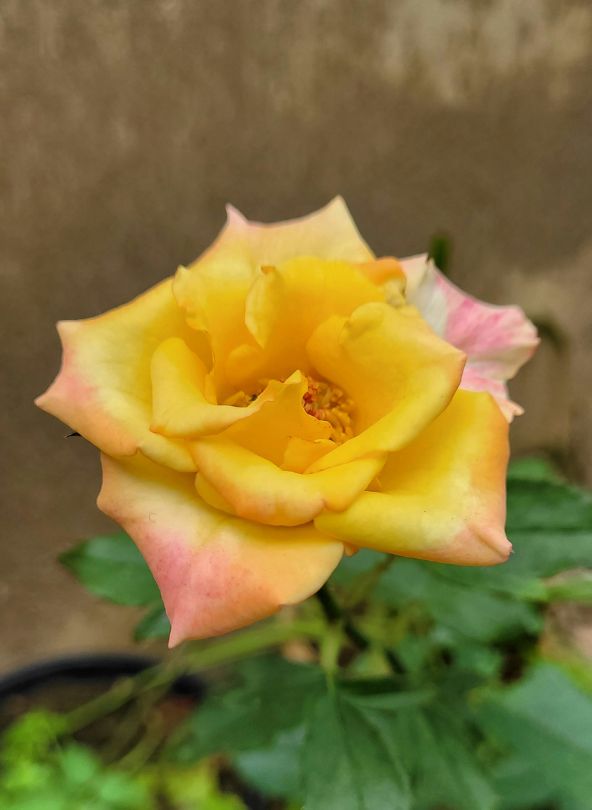 rose equatorienne jaune comparateur fleur bloomyrama