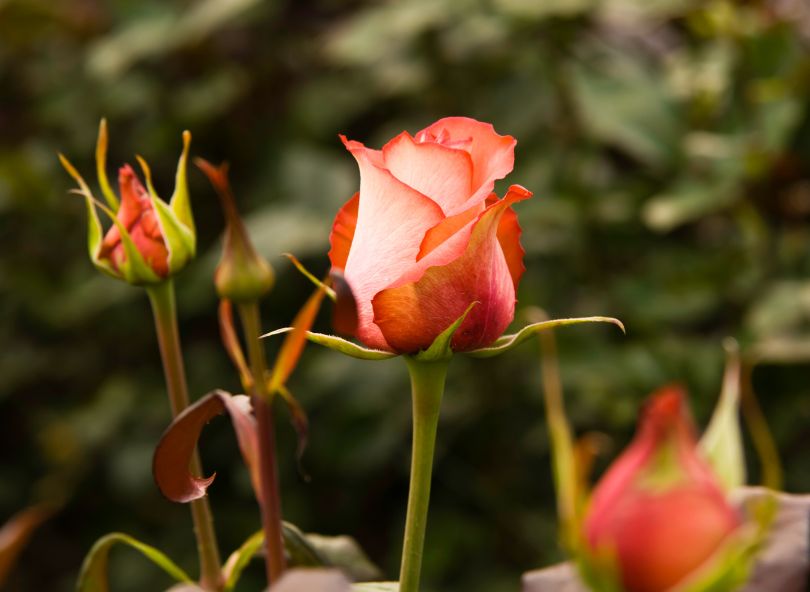 rose équatorienne comparateur bloomyrama