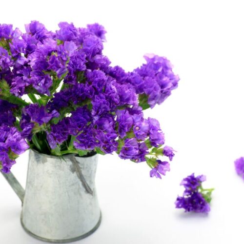 Le statice (ou limonium) : Fleur colorée pour sublimer vos bouquets et votre déco