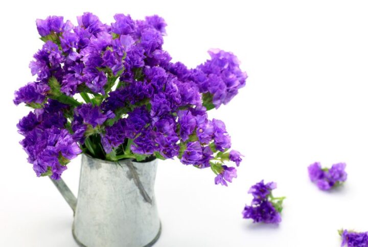 Le statice (ou limonium) : Fleur colorée pour sublimer vos bouquets et votre déco