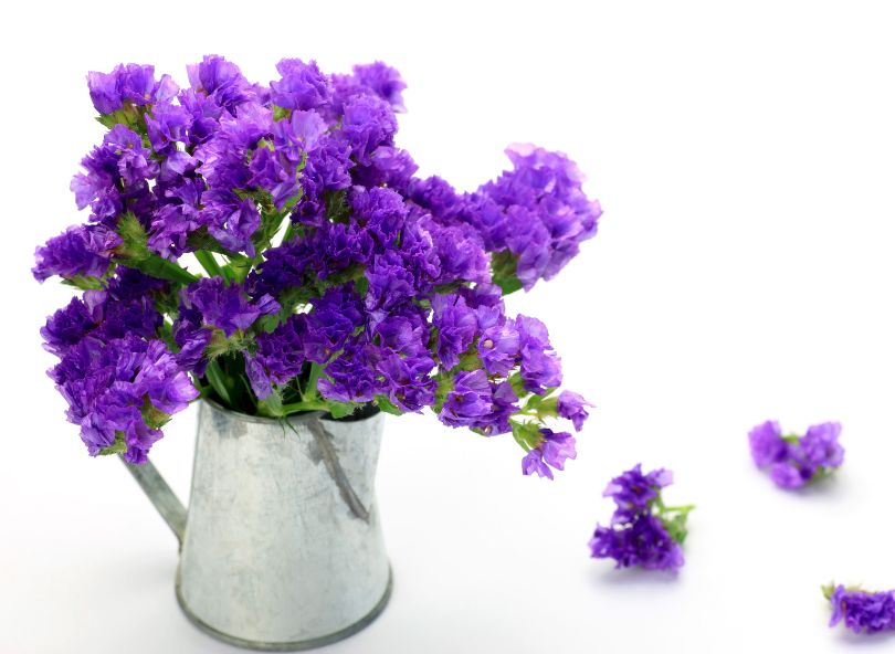 Statice en déco intérieur vase comparateur de fleurs bloomyrama