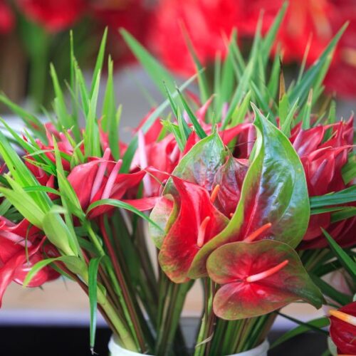 Un bouquet d’anthurium : L’atout chic et durable de votre déco